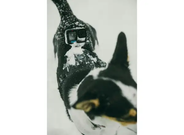 GoPro Hundegeschirr