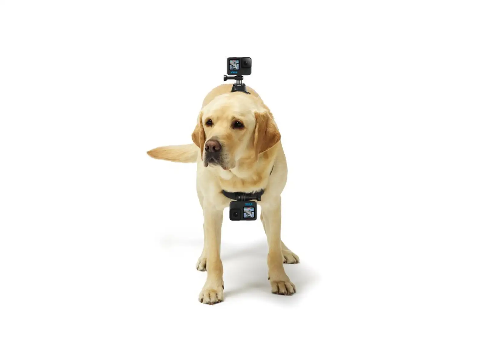 GoPro Hundegeschirr