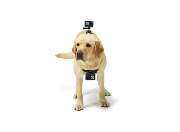 GoPro Hundegeschirr