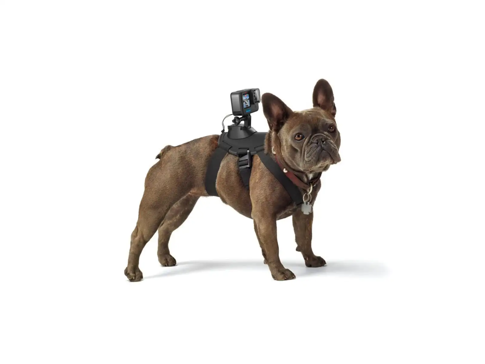 GoPro Hundegeschirr