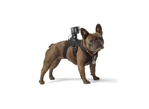 GoPro Hundegeschirr