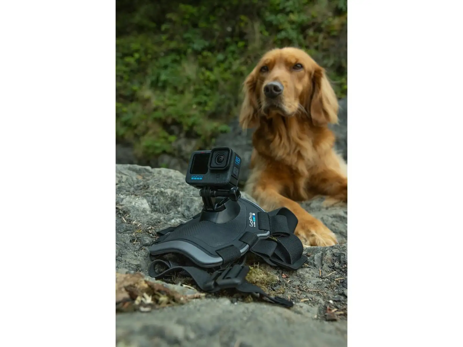 GoPro Hundegeschirr